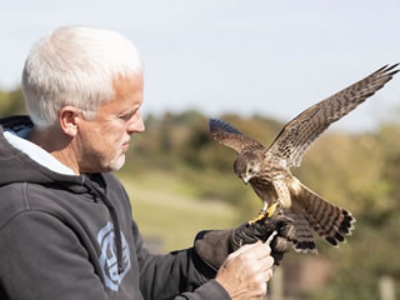 Falconry Experience