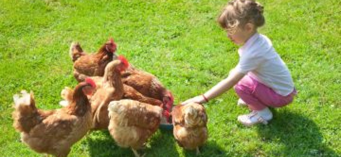 Семья куре. Курица с цыплятами. Куры в саду. Цыпленок для детей. Куры в деревне.