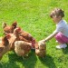 Young Farmers Area: feed our rabbit, and chickens.  Collect the eggs.